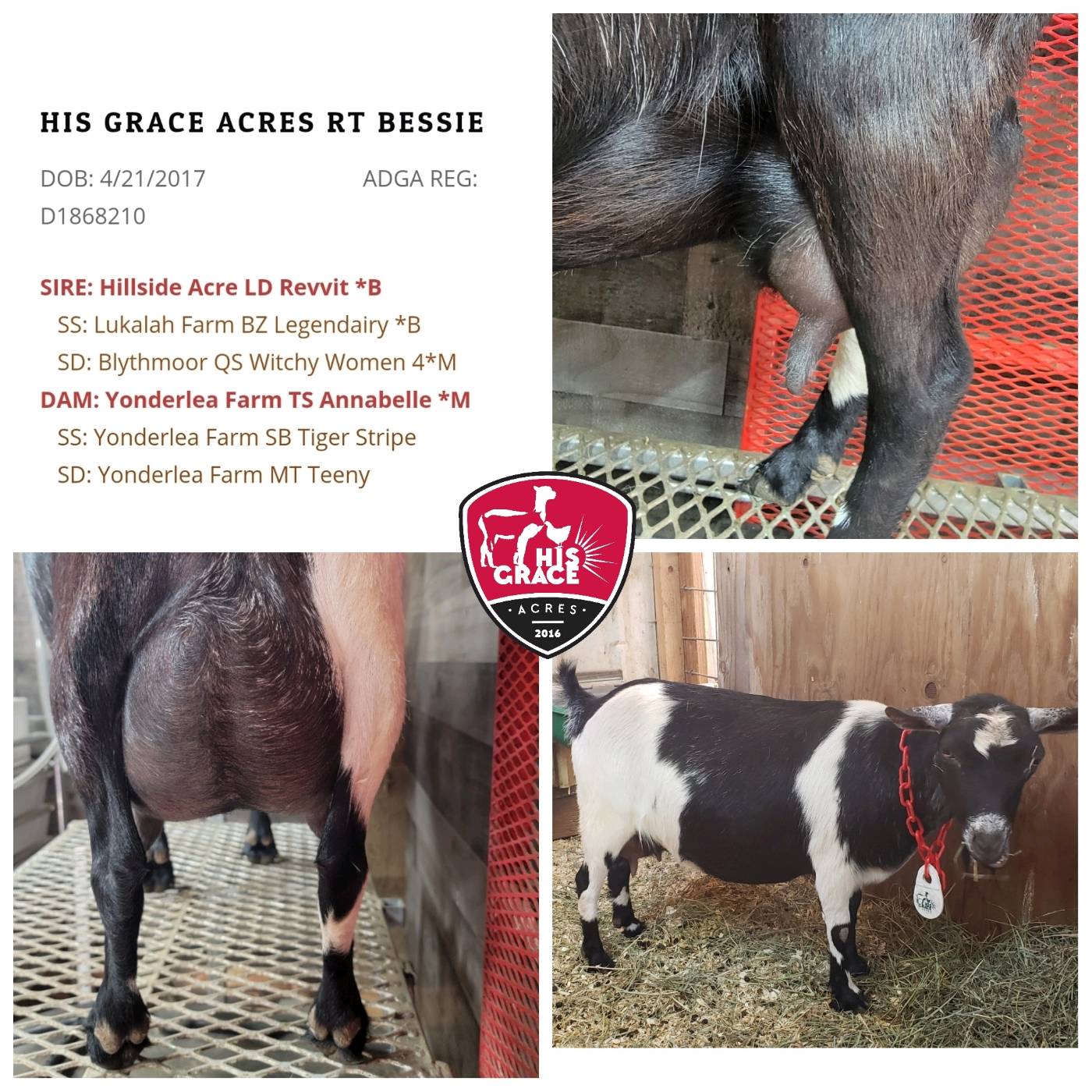 ADGA Doe in Milk -