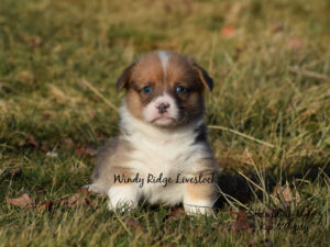 AKC Sable Bluie Pembroke Welsh Corgi