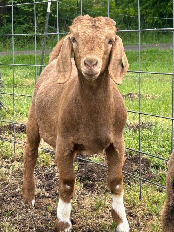 Market Goat Project