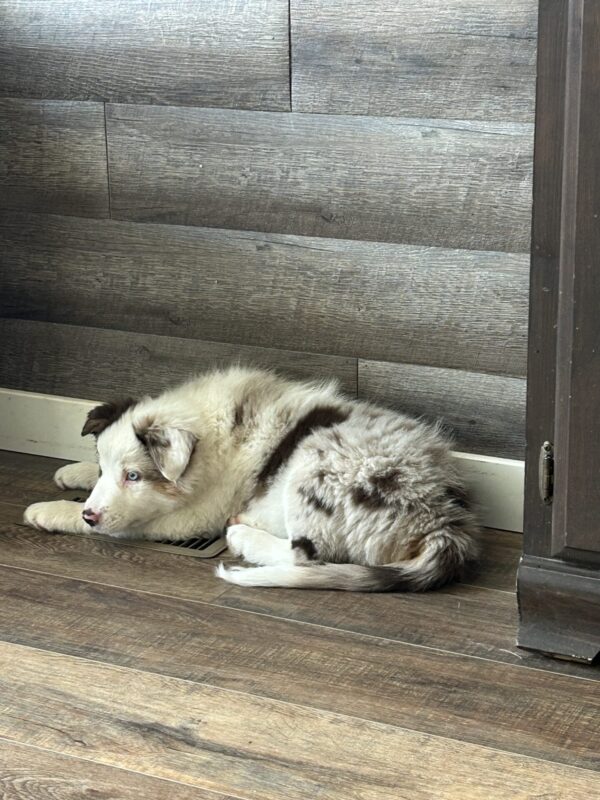 Border-Aussie Puppies (Deposit Only) - Image 6