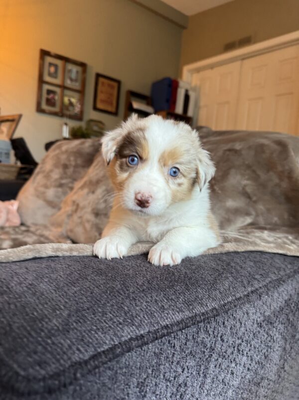 Border-Aussie Puppies (Deposit)