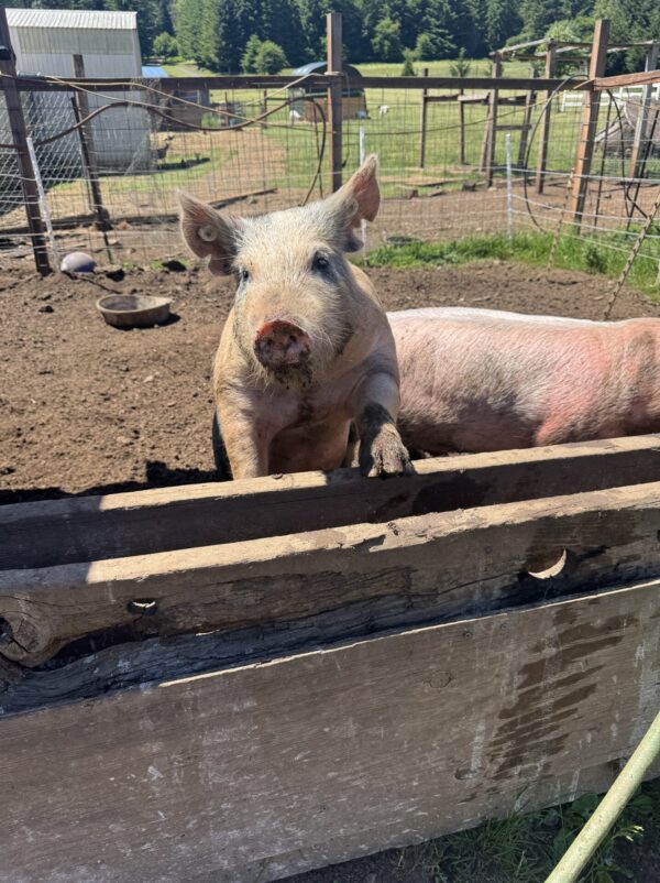 Swine Project
