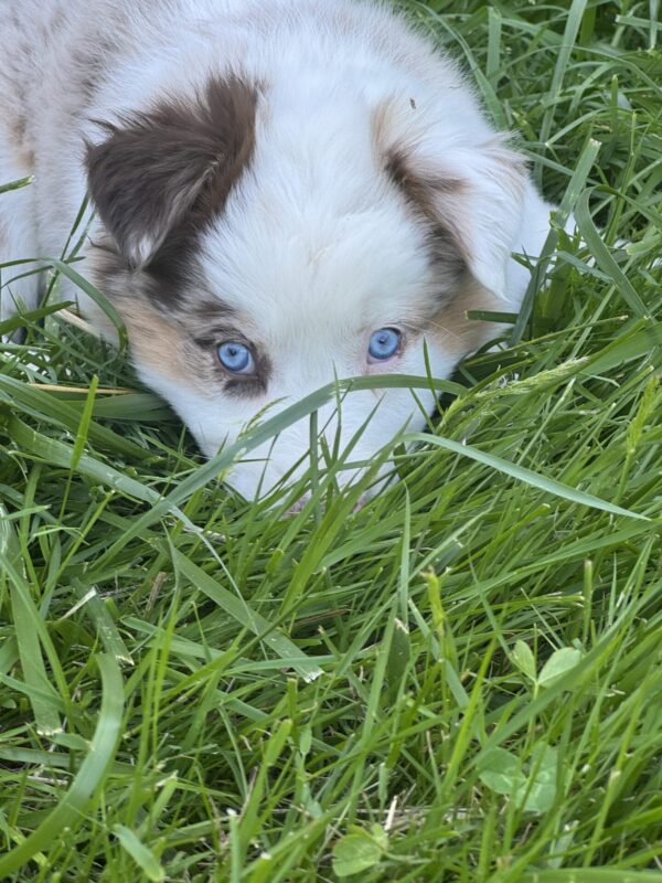 Border-Aussie Puppies (Deposit Only)