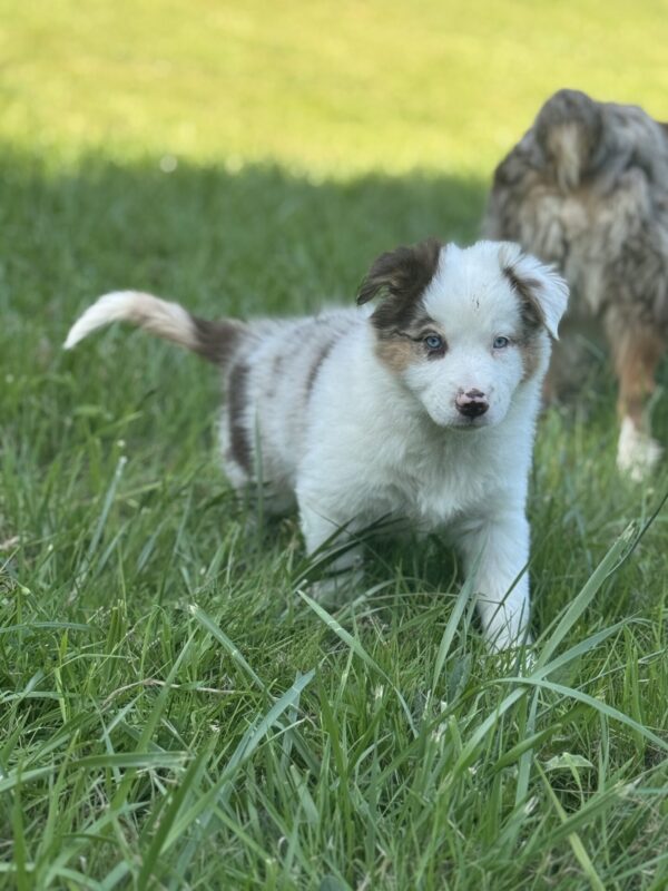 Border-Aussie Puppies (Deposit Only) - Image 4