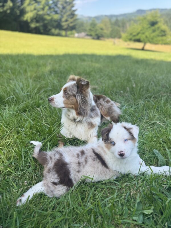 Border-Aussie Puppies (Deposit Only) - Image 5