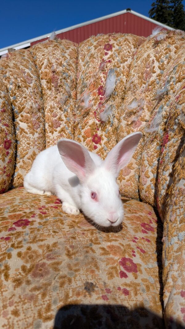 New Zealand Rabbit (doe) - Red Eyed White