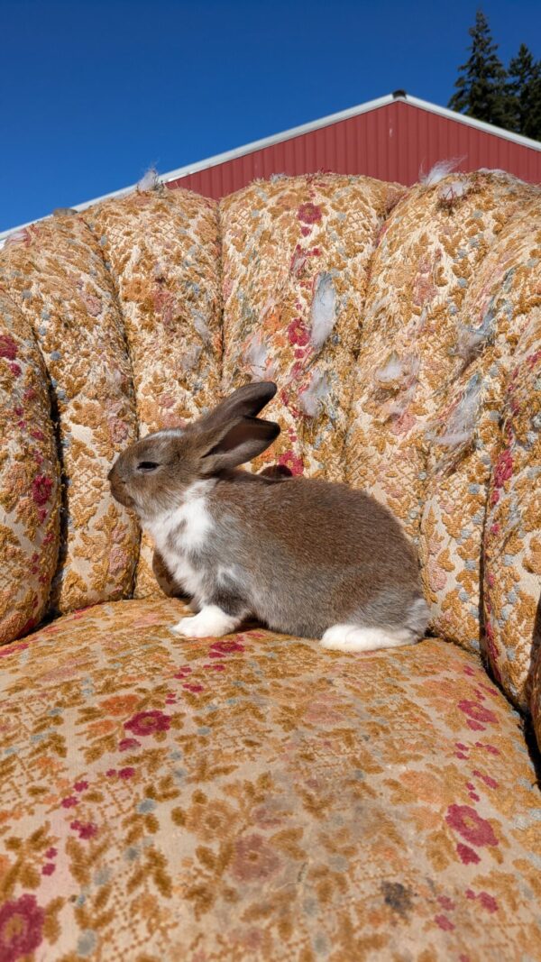 New Zealand Rabbit (doe) - Broken Red