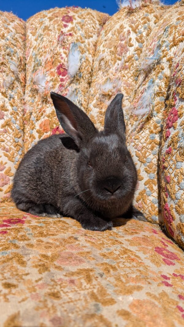 New Zealand Rabbit (doe) - Black Chestnut - Image 2