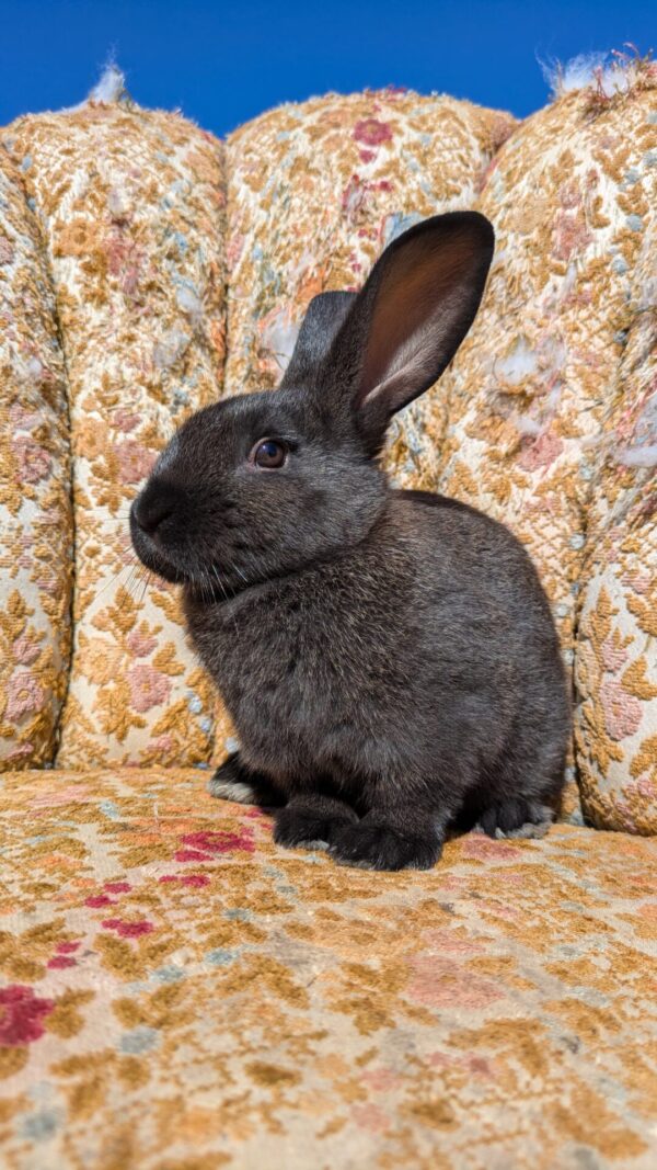 New Zealand Rabbit (doe) - Black Chestnut